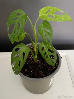 Monstera Adansonii Monkey Mask - 3