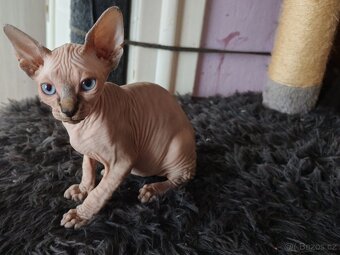 Sphynx - 3
