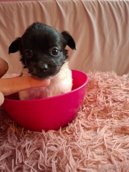 Stěně Čivava X Jack Russell - 3