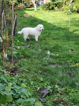 Slovenský čuvač - 3