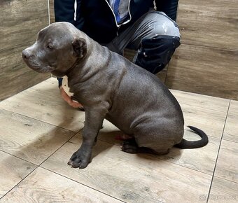 American bully XL - 3