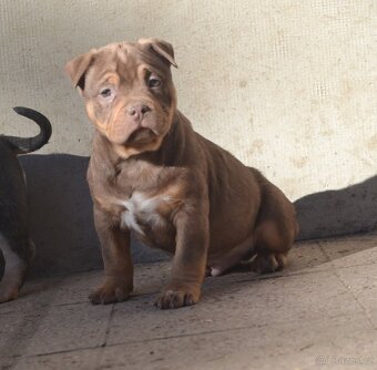 American bully pocket / sharpei - 3