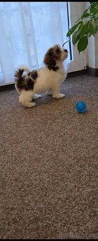 Havanský psík s PP- pejsci - 3