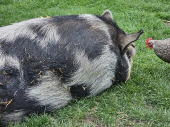 Chovná prasnice KUNE KUNE jménem Baby - 3