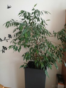 Ficus benjamina. pokojová rostlina - 3