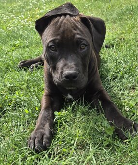 American bully xl štěně - 3