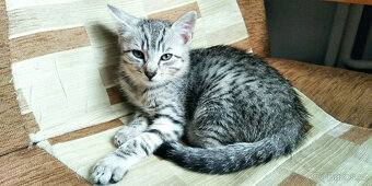 Kotě - egyptská kočka - 3