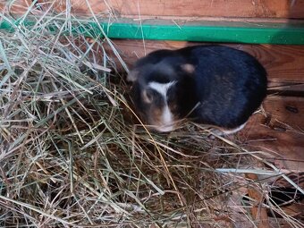 PRODÁM CUY MORČATA - 3