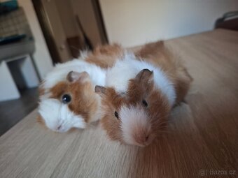 Morčátka (samičky) - 3