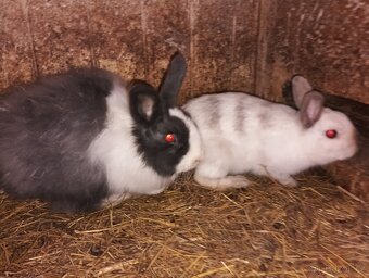 Zakrslí králíčci - 3