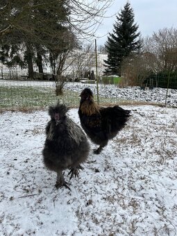 Kohout hedvábničky - 3