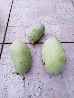 Asimína triloba-semena - 3