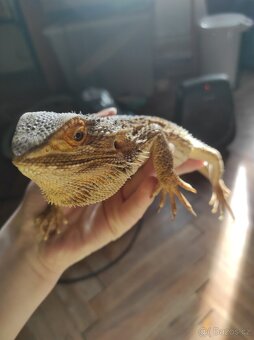 Agama vousatá - 3