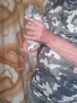 Mainská mývalí koťata po čistokrevných předcích - 3