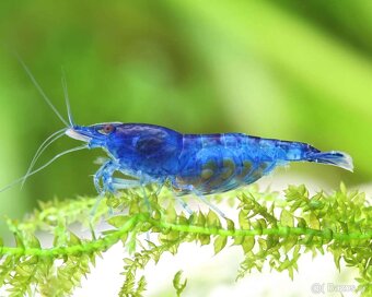 Krevetky - Neocaridina Blue Dream - 3