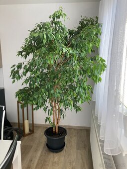 Ficus benjamina (Fíkus Benjamín) - 3