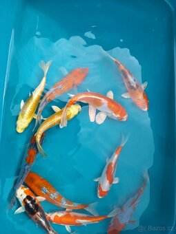 KOI KAPR. - 3