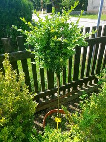 Buxus, stromkový Buxus, stromky, keře - 3