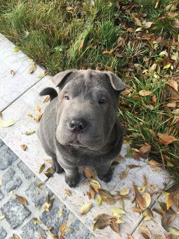 Sharpei bez PP ke krytí - 3