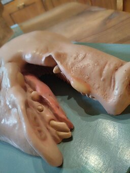 Anatomický model prasečí rypák 60 léta 20 století - 3