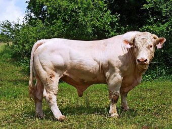 Prověřený 4-letý plemenný býk CHAROLAIS - Rezervovaný - 3