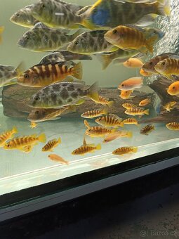 Nimbochromis Venustus - 3