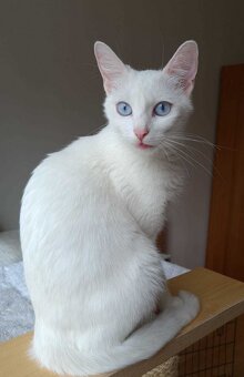 Kiki - 3
