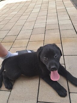 Labrador/bernski - 3