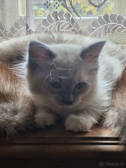 Ragdoll koťata - 3
