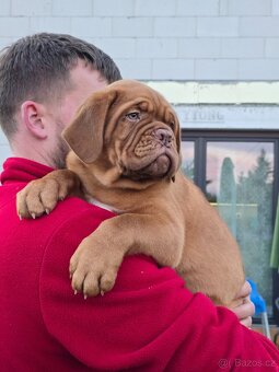 Bordeauxská doga s PP - 3