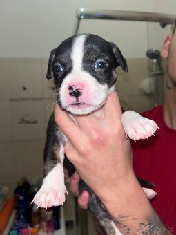 Prodám štěňata - 3