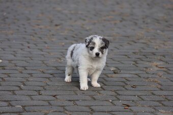 Border kolie , Border Collie FCI - 3