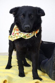 Ossian hledá domov - 3