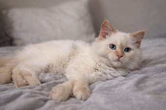 Sibiřská kočka, Něvská maškaráda - 3