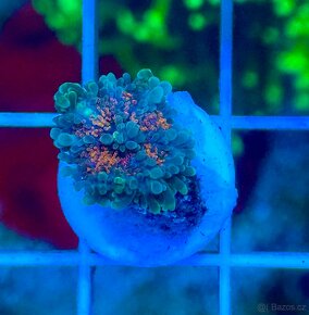 Morske koraly - Nova ponúka - 3