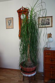 Nolina - slonní noha - 3