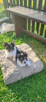 Biewer Yorkshire(jork)terier-fenky s PP IHR - 3