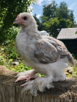 Brahramka velká x Faverolka lososová - 3