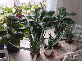PRODÁM 3 KUSY BANÁNOVNÍKŮ A 4 KUSY ALOE VERA LÉČIVÉ - 3