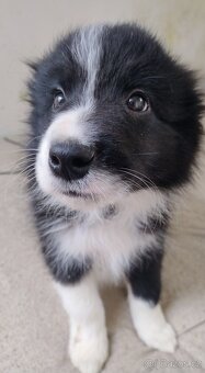 Border kolie bez PP - 3