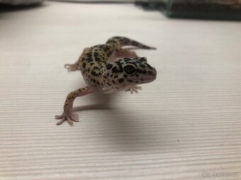 Gekončík noční - 3