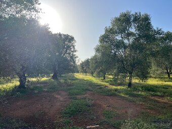 Prodám pozemek na jihu Itálie 10.000m2 59kč/m2 REZERVACE - 3