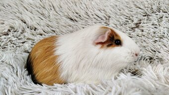 Morče, Morčátko, Morčátka, Morčata - BETTY - 3