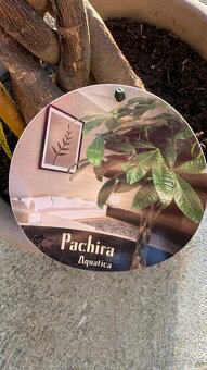 PACHIRA AQUATICA pokojová rostlina - 3