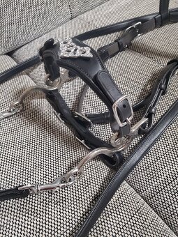 Hackamore - 3