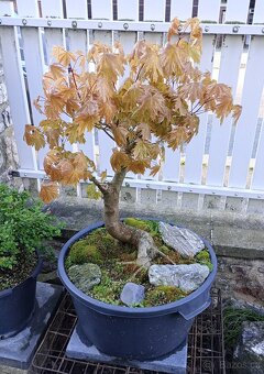 Javor mleč (Acer platanoides) bonsai - 3