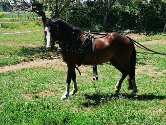 Welsh pony kobylka - 3
