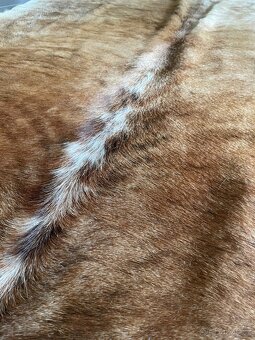 Pravá kůže z krávy - 3