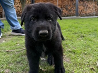 Štěňata německého ovčáka bez PP - 3