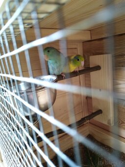 Papoušíček šedokřídlý 0.2. - 3